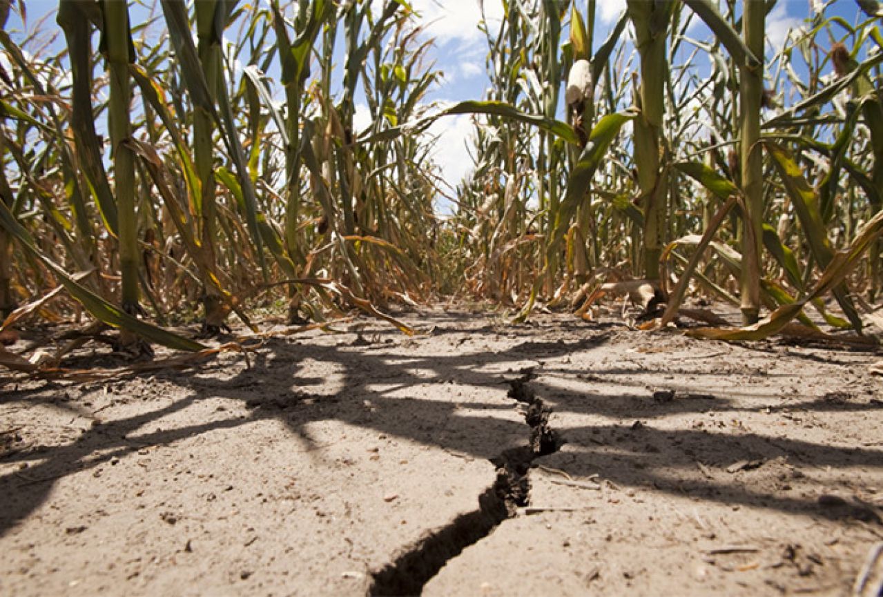 FBiH: Suša poljoprivrednicima napravila štetu od 150 milijuna KM