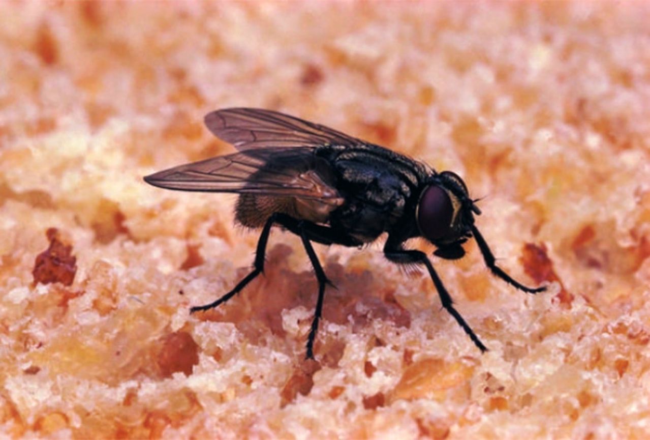 Što se dogodi kada mušica sleti na hranu