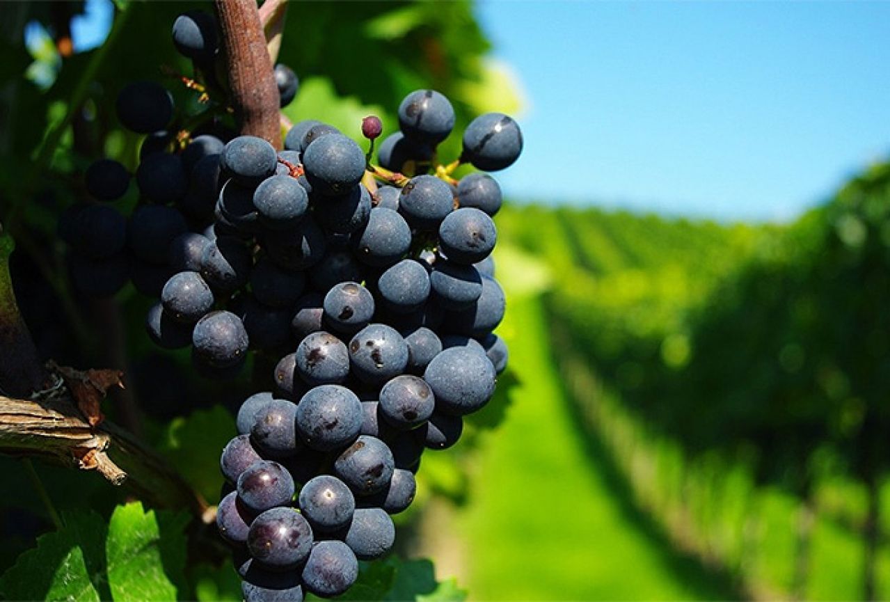 Hercegovački vinari prepoznali važnost upotrebe suhog leda u vinarstvu