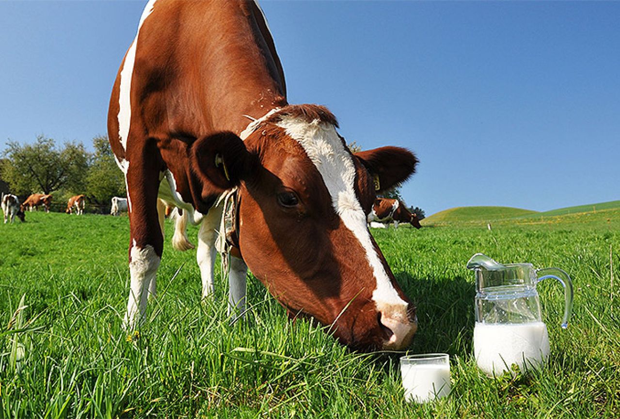 Blokiran izvoz mlijeka iz BiH