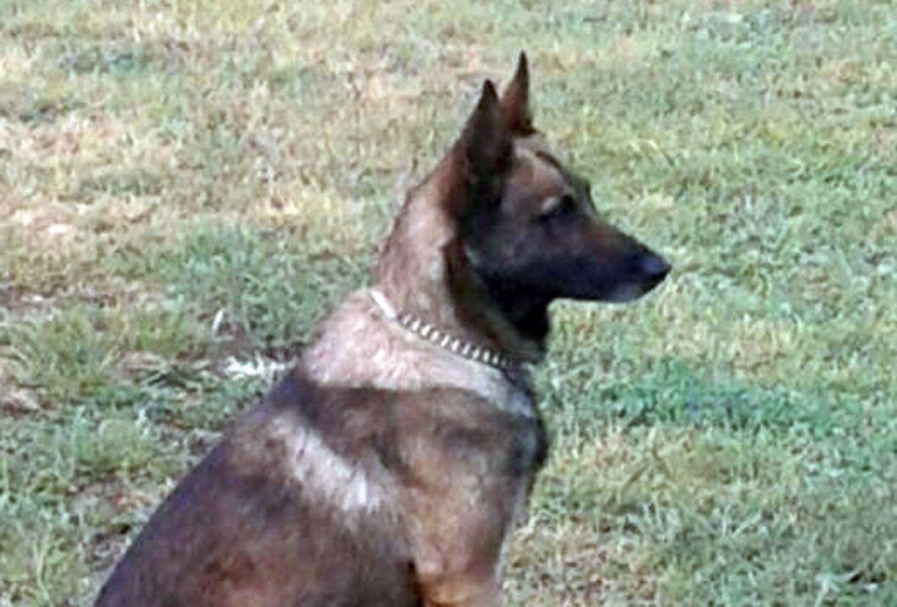 Mostar: Nestao pas, vlasnik nudi nagradu