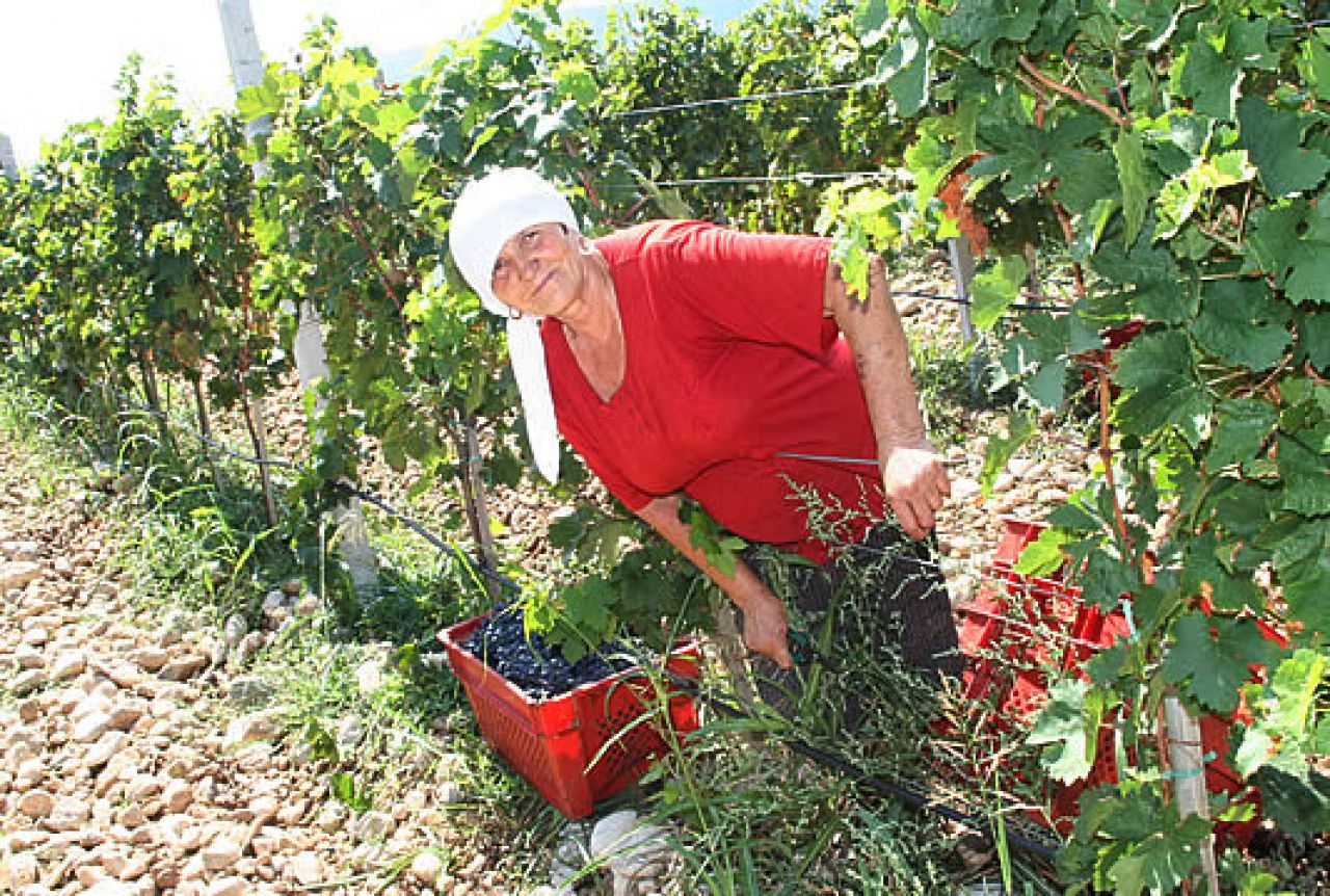 Na 200-ak ha plantažnih vinograda Vinarije Čitluk počela berba vinskih sorti grožđa