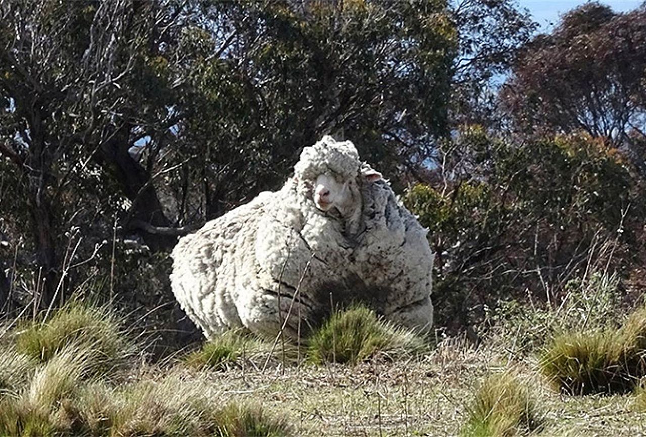 S ovce ostrižena rekordna 42 kilograma vune