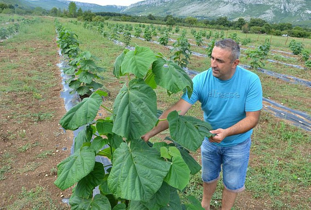 Policajac zasadio prvu plantažu kineskog drveta u Hercegovini