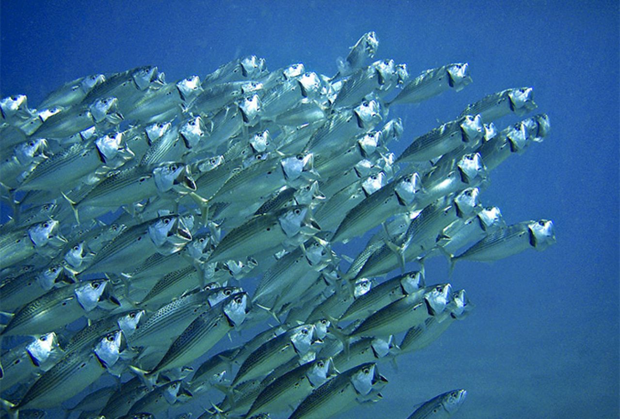 Рыбы средиземного моря турция фото и названия