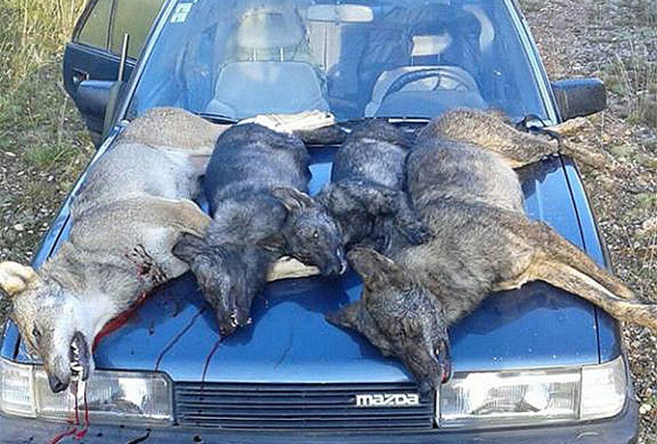 Posušje: Lovac ubio četiri vuka