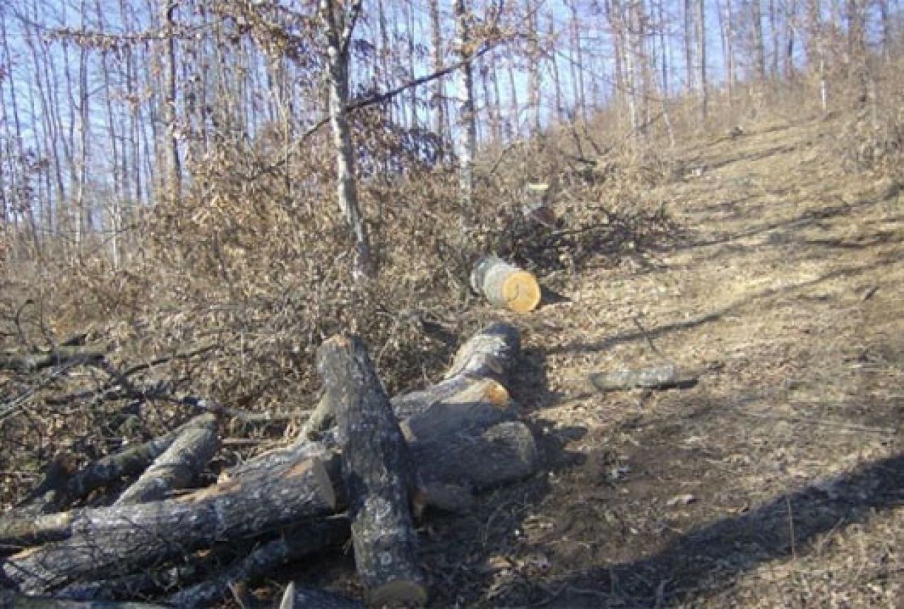 Bihać: Još dvoje uhićenih u Upravi za šumarstvo