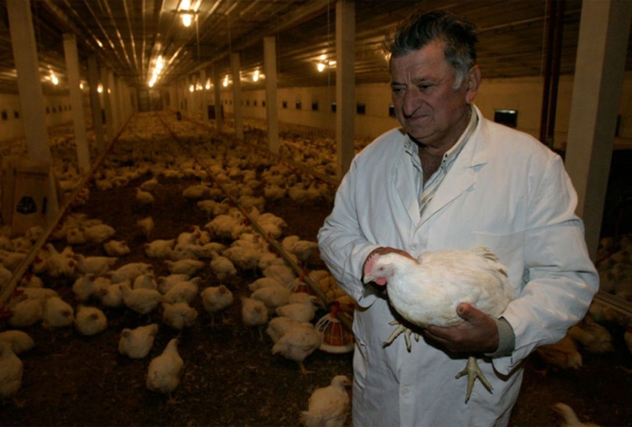 Izvoz piletine u EU bliži od izvoza jaja
