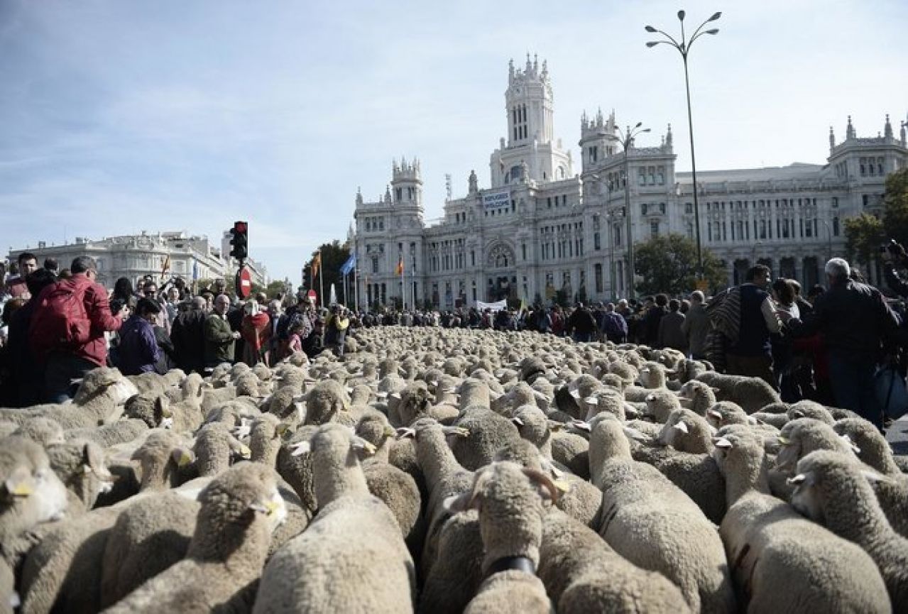 Gotovo dvije tisuće ovaca ''prošetalo'' Madridom