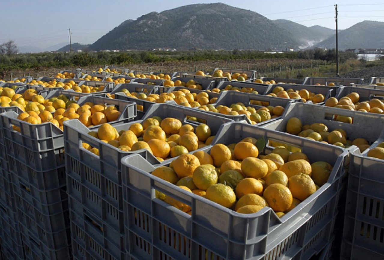 Starac i mladić ukrali više od dvije tone mandarina