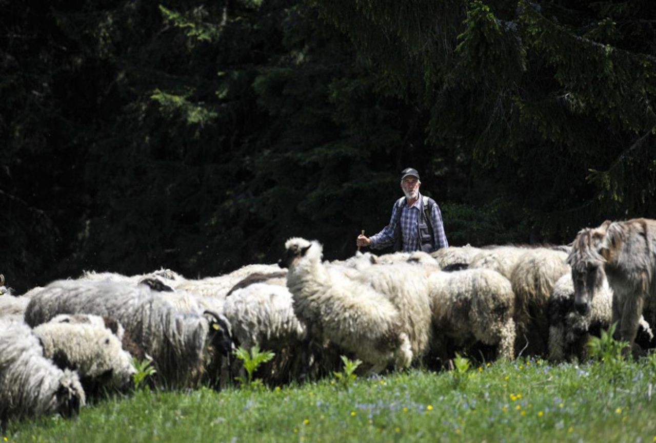 Pastiri zarađuju kao prosvjetni radnici s fakultetskom diplomom