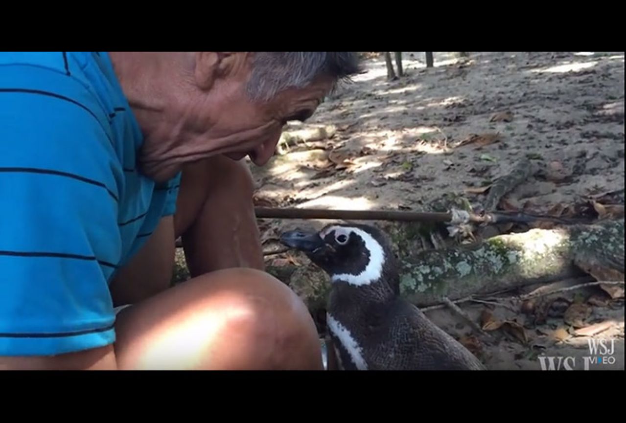 Neobično prijateljstvo: Pingvin se svake godine vraća čovjeku koji mu je spasio život
