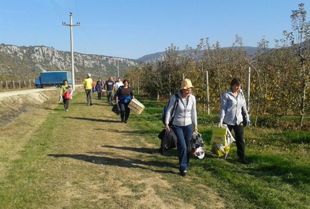 Lijepa jesen produžila branje jabuka u Čapljini