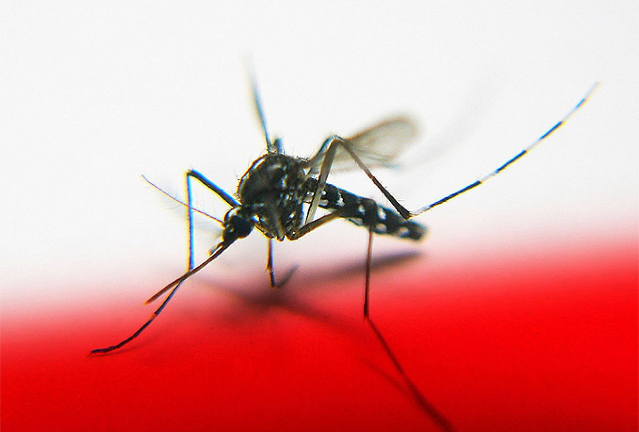 Amerikanci uzgojili komarca-mutanta otpornog na malariju