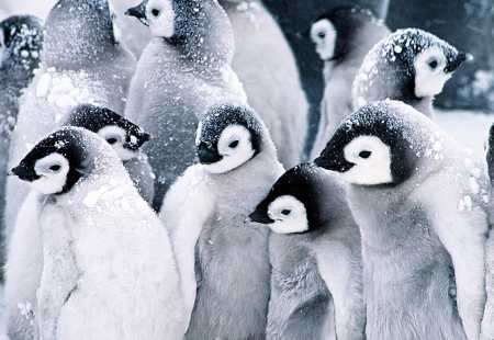 https://storage.bljesak.info/article/139855/450x310/pingvini-snijeg.jpg