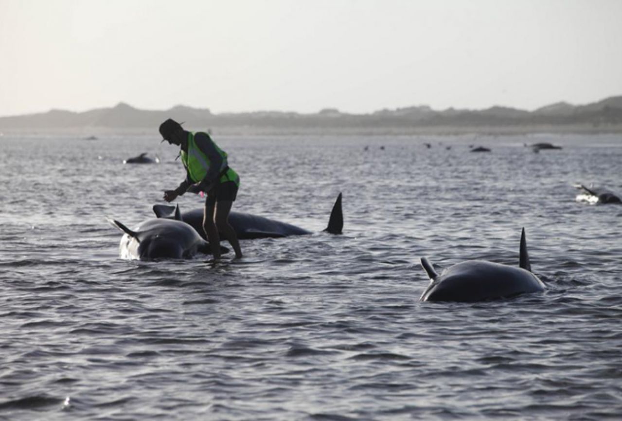 Najveći pomor dosad: U Patagoniji se nasukalo više od 300 kitova