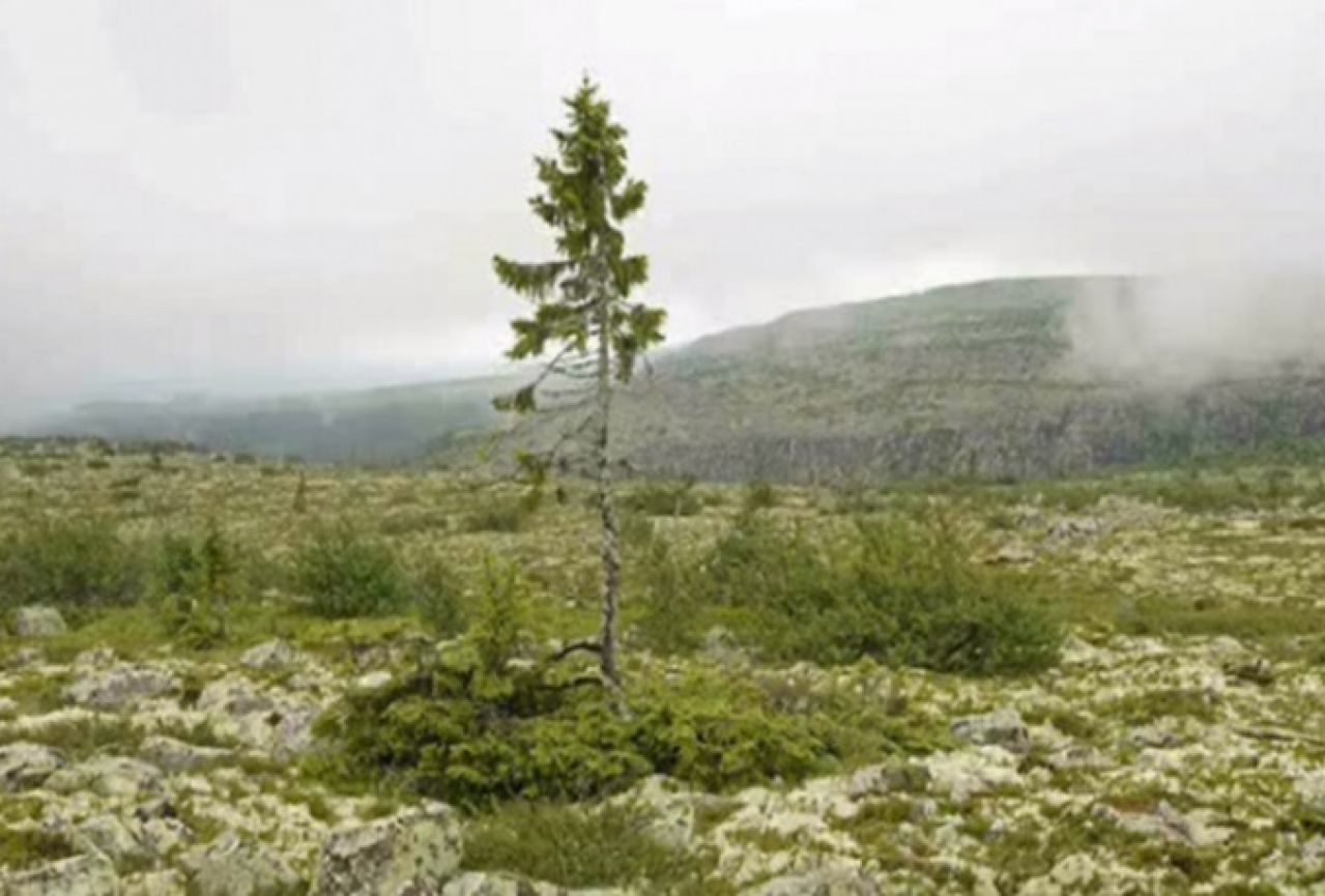 U Švedskoj otkriveno najstarije stablo na svijetu