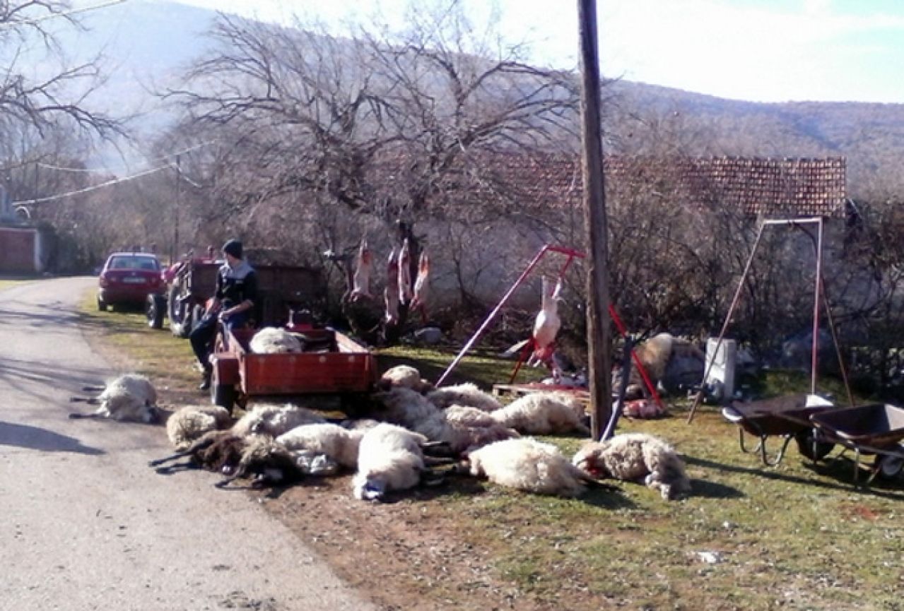Čopor vukova stolačkom pastiru zaklao 62 ovce