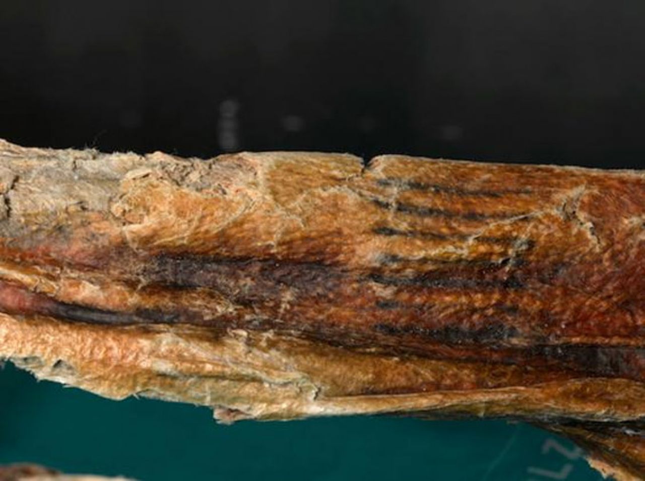 Ötzi krije najstarije tetovaže na svijetu