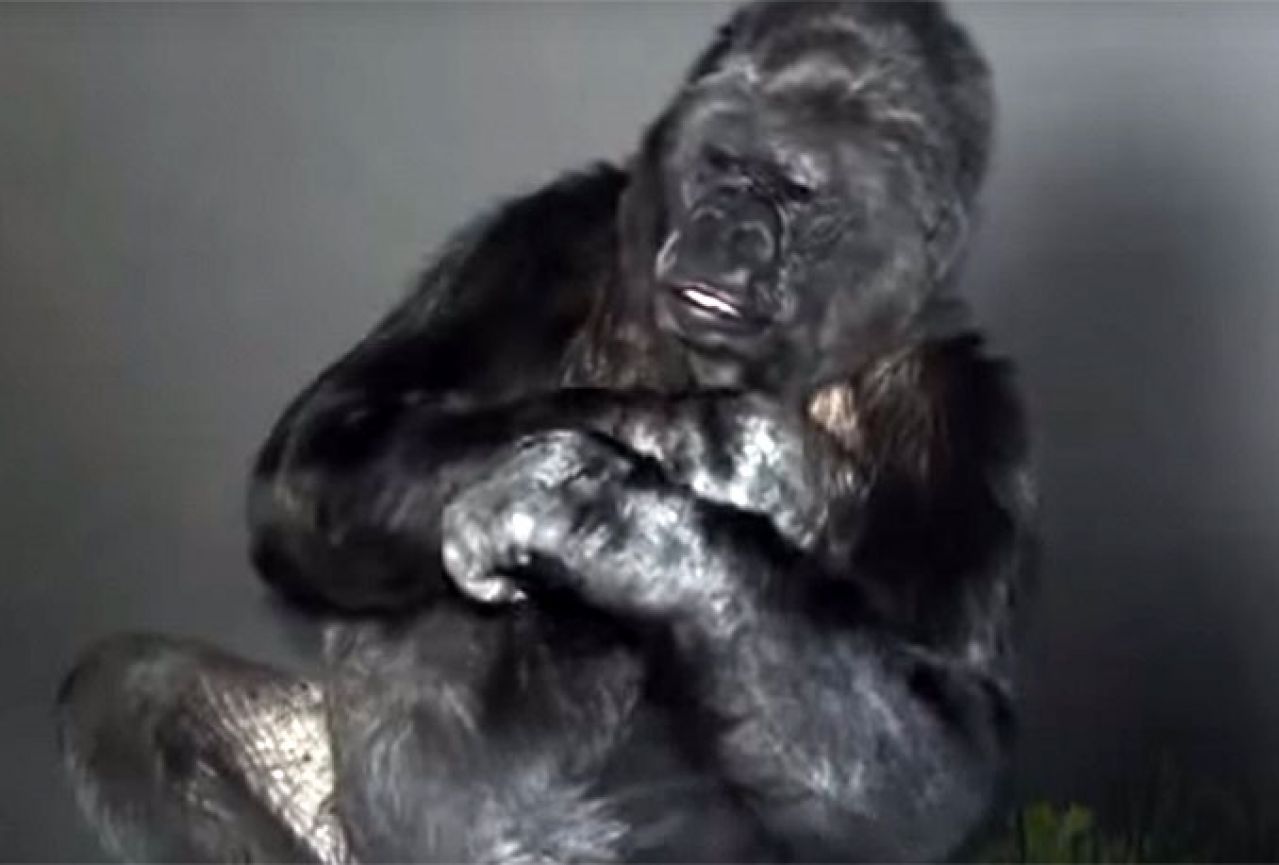 Gorila Koko ljudima poručio da su glupi i da čuvaju Zemlju