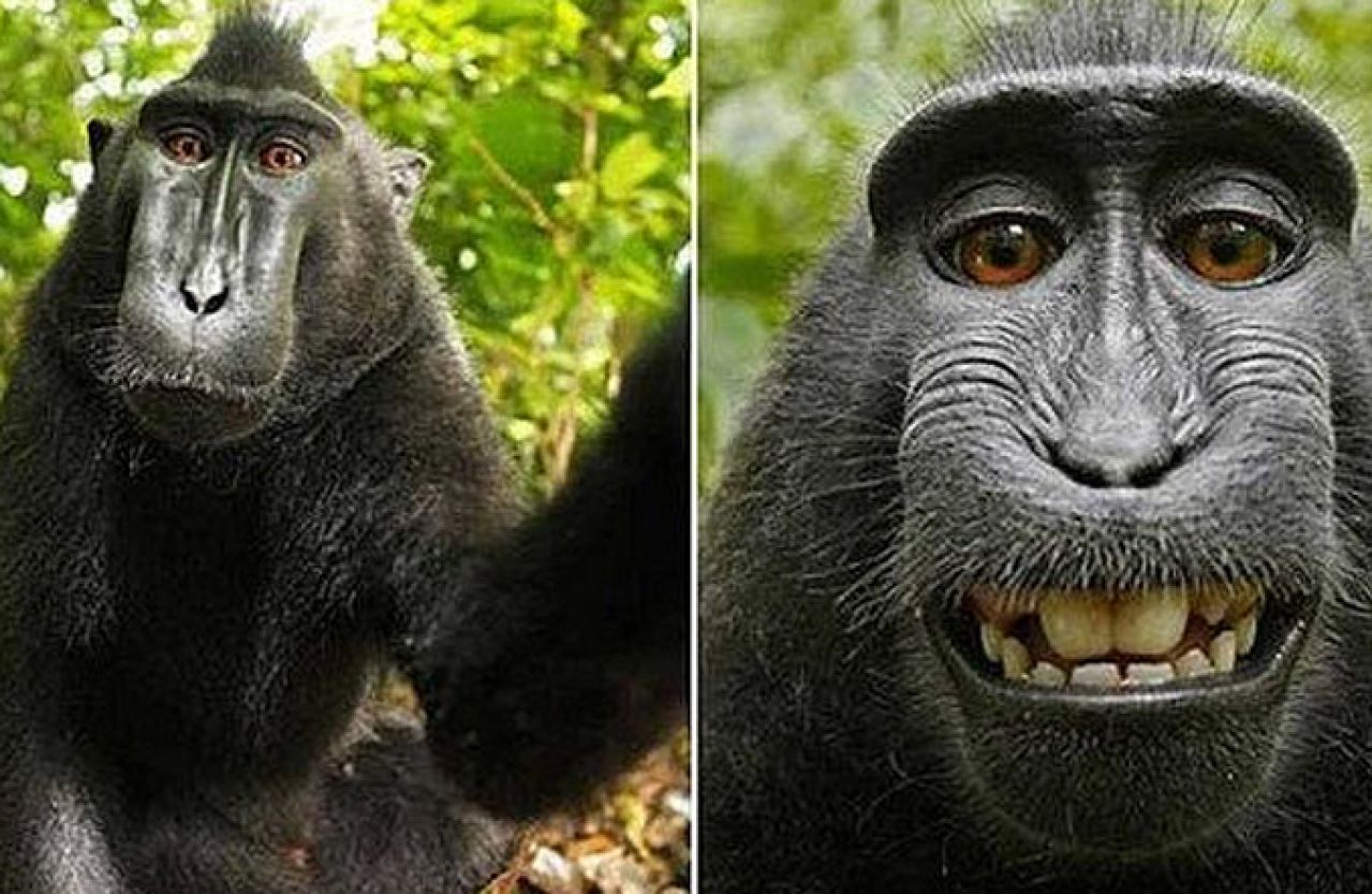 Majmun koji je napravio "selfie" nema autorsko pravo na fotografiju 