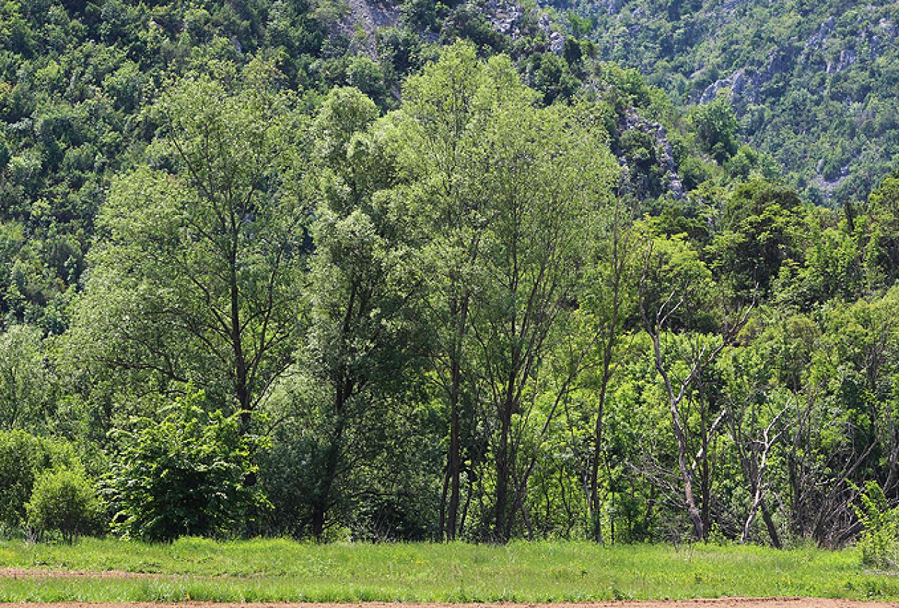 Stanje šuma u Hercegovini je zadovoljavajuće