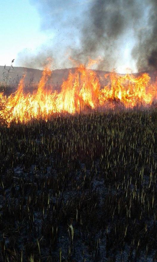 Hutovo blato: Vatrogasci ugasili veliki požar