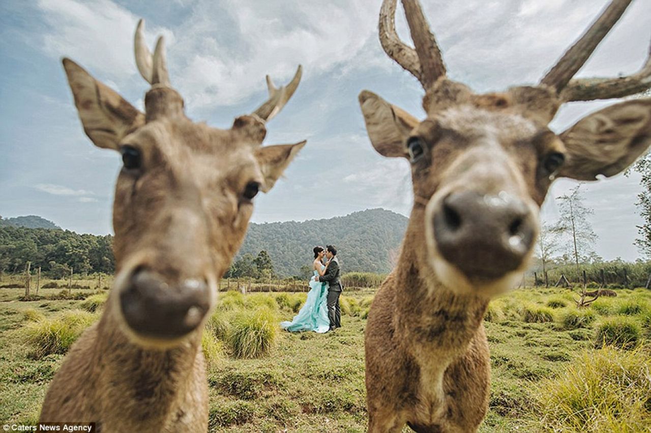 Jesu li ovo najsmješnije fotografije s vjenčanja?
