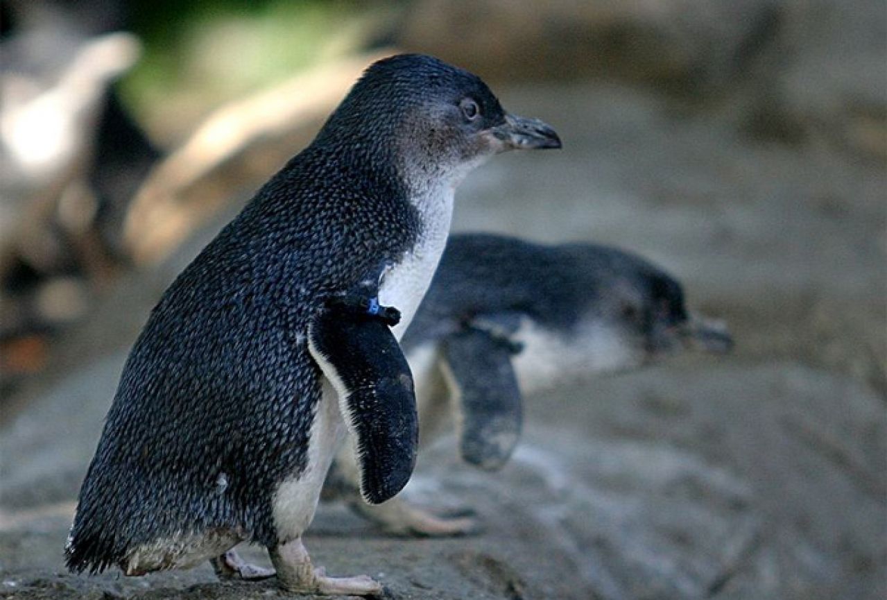 Mali pingvin nazvan po velikom Bowieu
