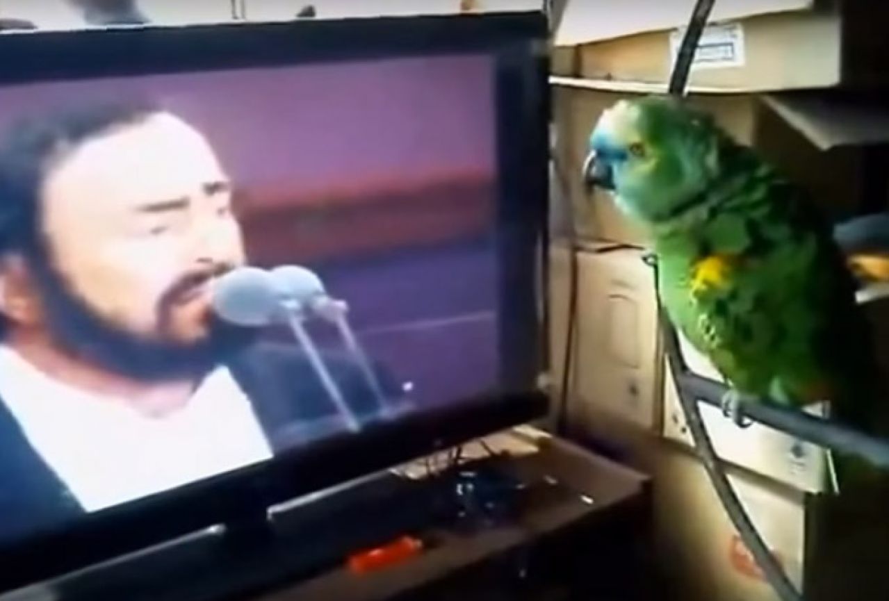 Papagaj čuo Pavarottija, a onda je zapjevao s njim 