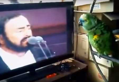 https://storage.bljesak.info/article/146634/450x310/papagaj-i-pavarotti.jpg
