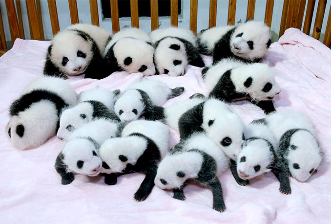 Presladak posao - Traže se osobe za maženje beba pandi
