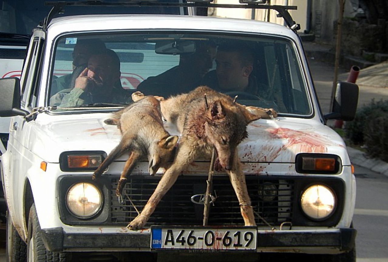 Ubili vuka i lisicu i provozali ih na Ladi