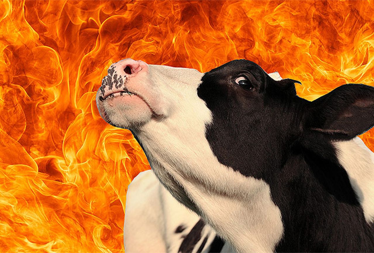 Čapljina: U štali izgorjeli krava, tele i sijeno