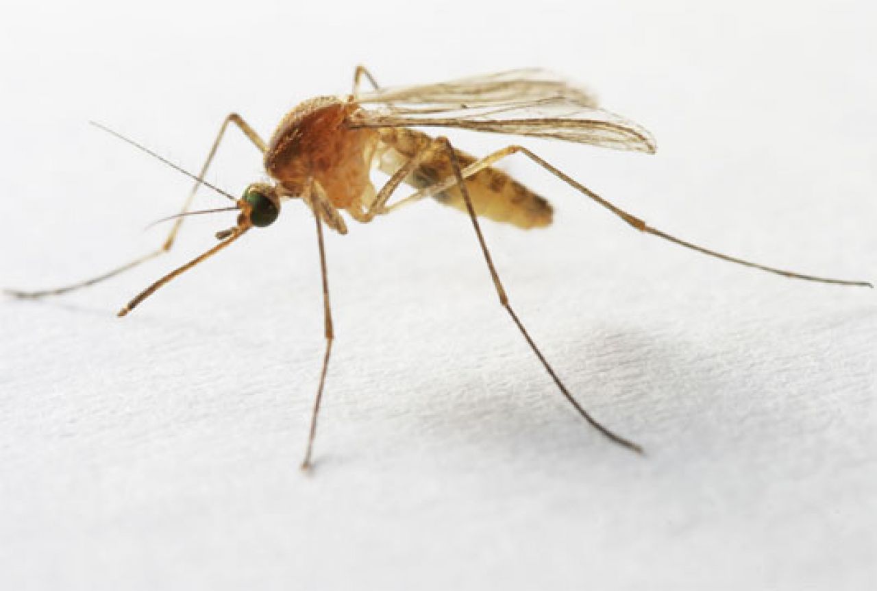 Zika virus bi se mogao proširiti na jug Europe