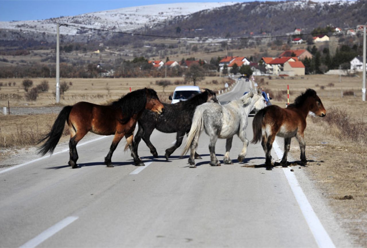 Divlji konji ometaju promet na putu Livno-Šuica