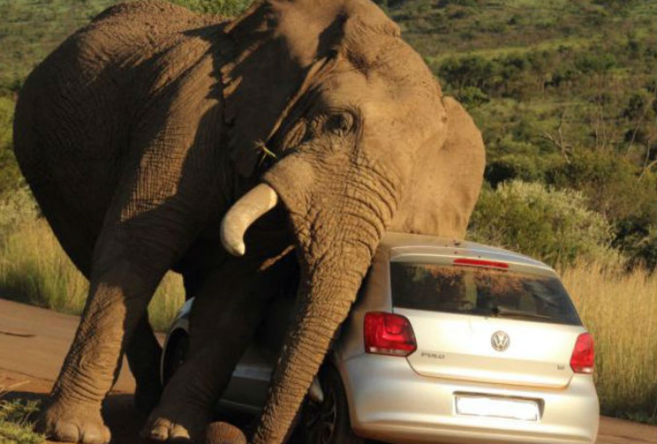 Evo što se dogodi kad slon izgubi ljubavnu bitku
