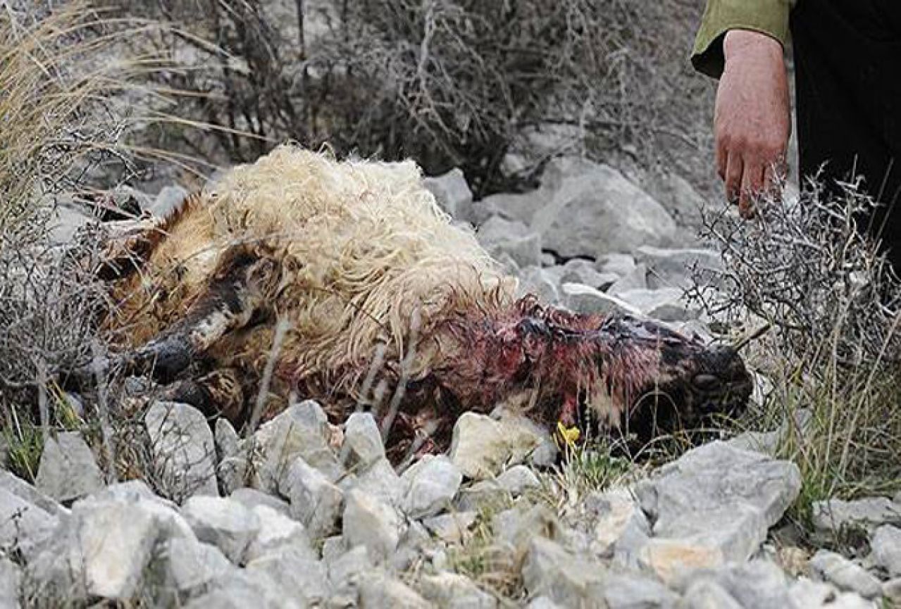 Čapljina: Vukovi zaklali šest te ozlijedili više desetaka ovaca
