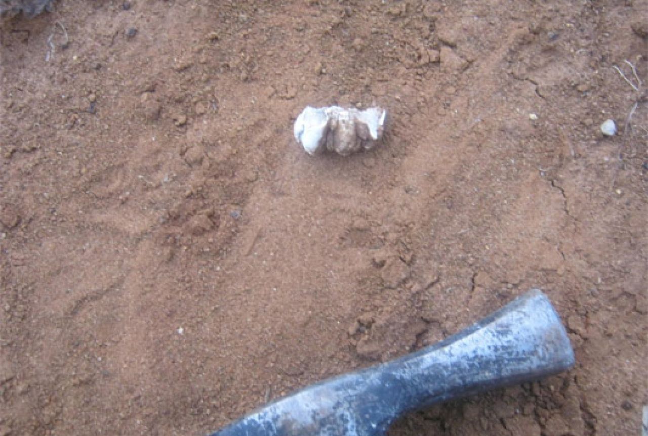 Predstavljanje ostataka praslona pronađenog na Duvanjskom polju
