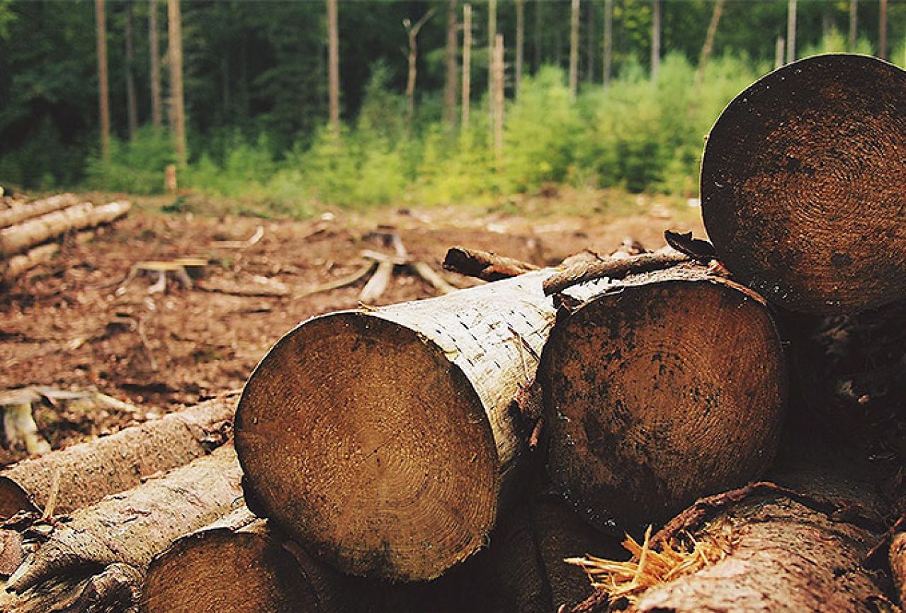 Novim zakonom do veće zarade od gospodarenja šumama