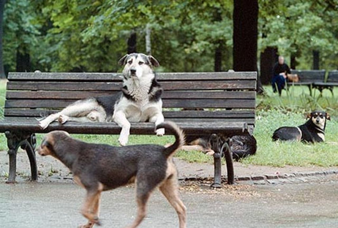 Za napuštene i vlasničke pse: Započinje projekt besplatnih veterinarskih usluga 