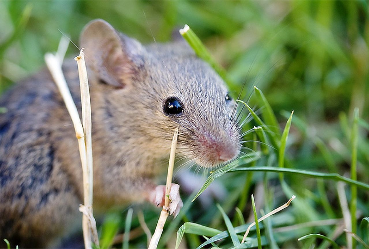 Najveća pomoć u traženju mina postali su miševi