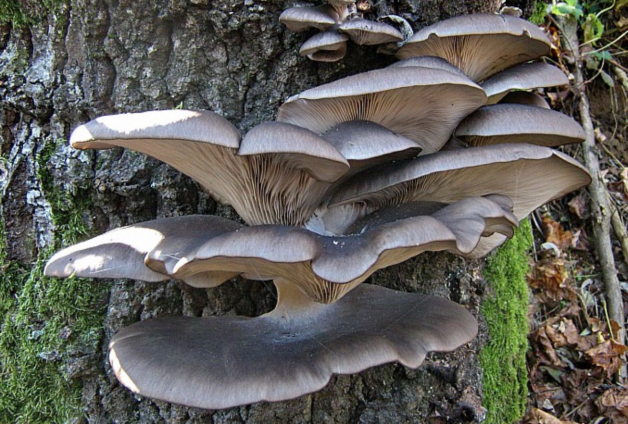 Есть грибы вешенки. Вешенка обыкновенная (Pleurotus ostreatus). Вешенка обыкновенная гриб. Вёшенка обыкновенная / Pleurotus ostreatus. Вёшенка обыкновенная грибы.