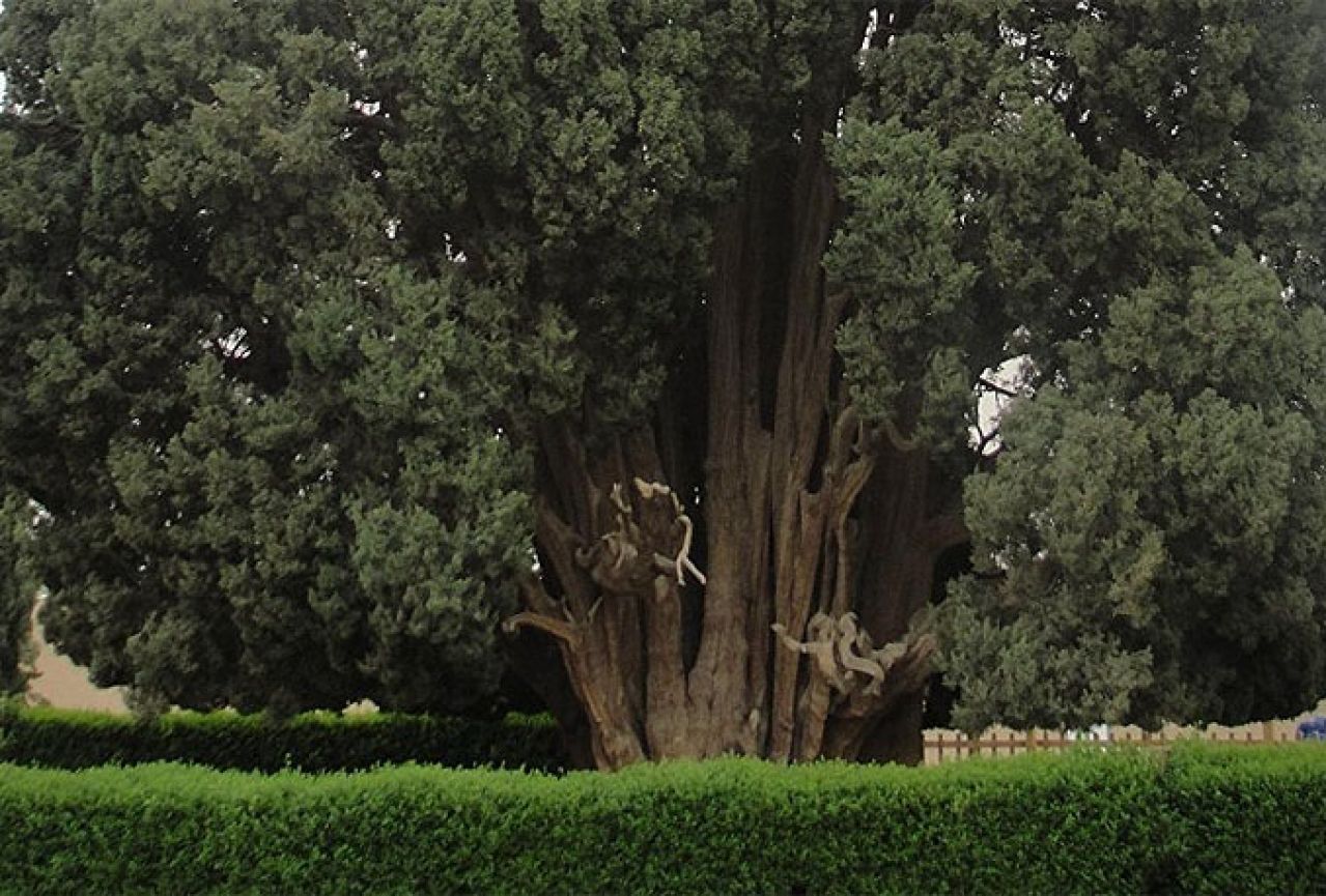 Čempres iz Abarkuha: Drugo najstarije drvo na planeti