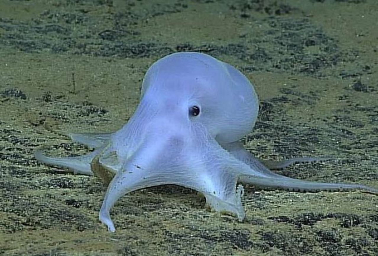 Znanstvenici pronašli novu vrstu hobotnice: Izgleda kao duh