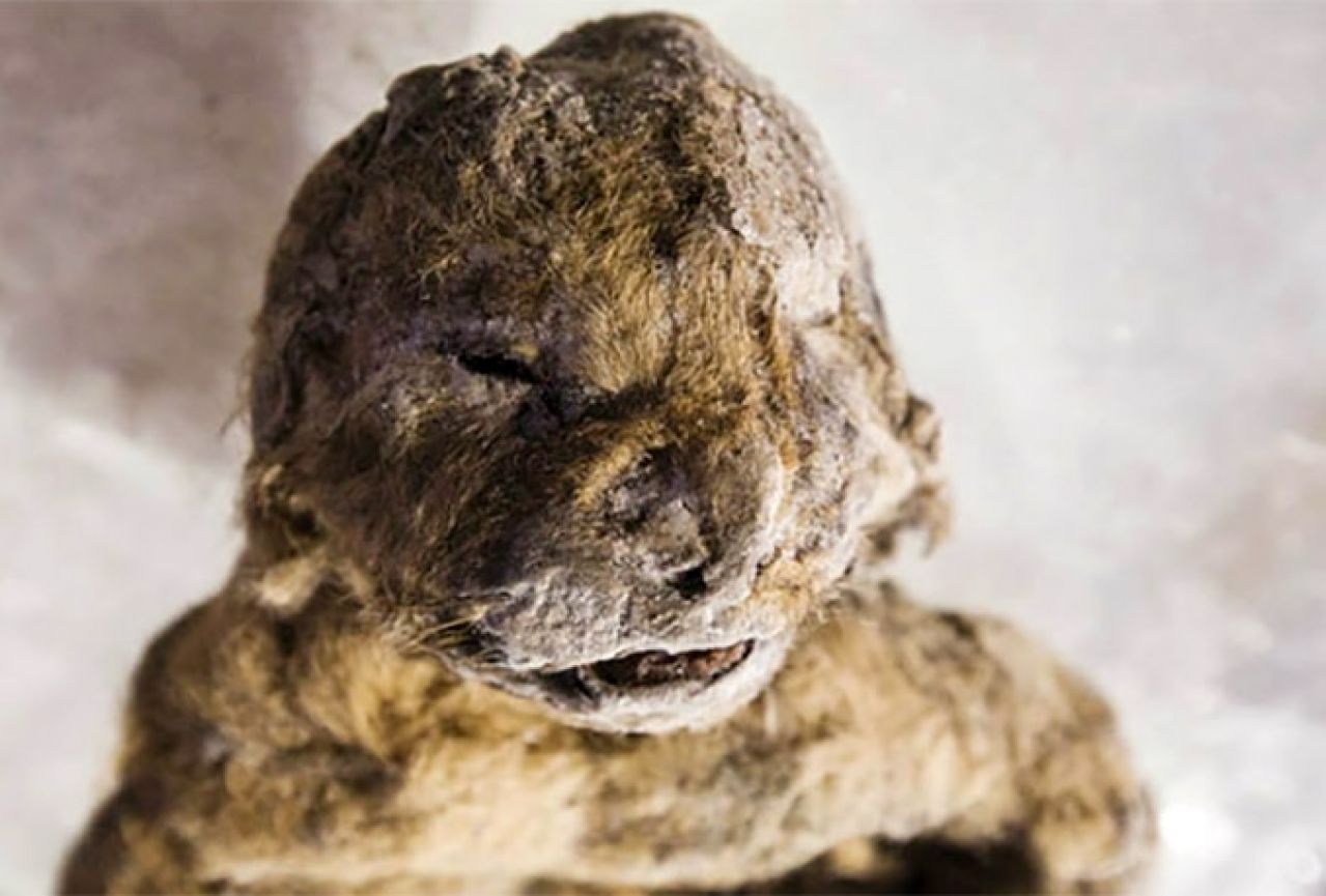 Znanstvenici žele klonirati spiljskog lava iz ledenog doba 