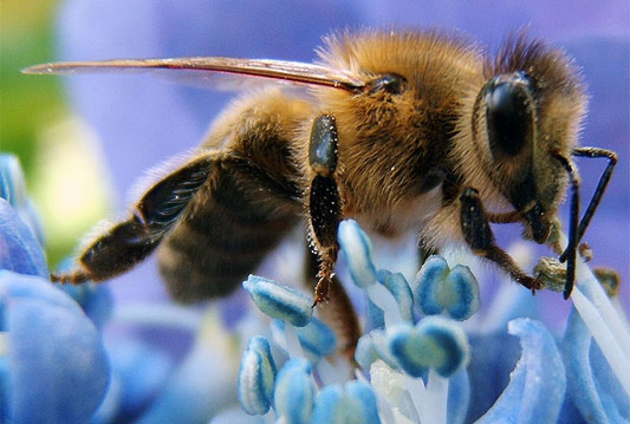 Slovenci pokrenuli inicijativu da pčele dobiju svoj dan