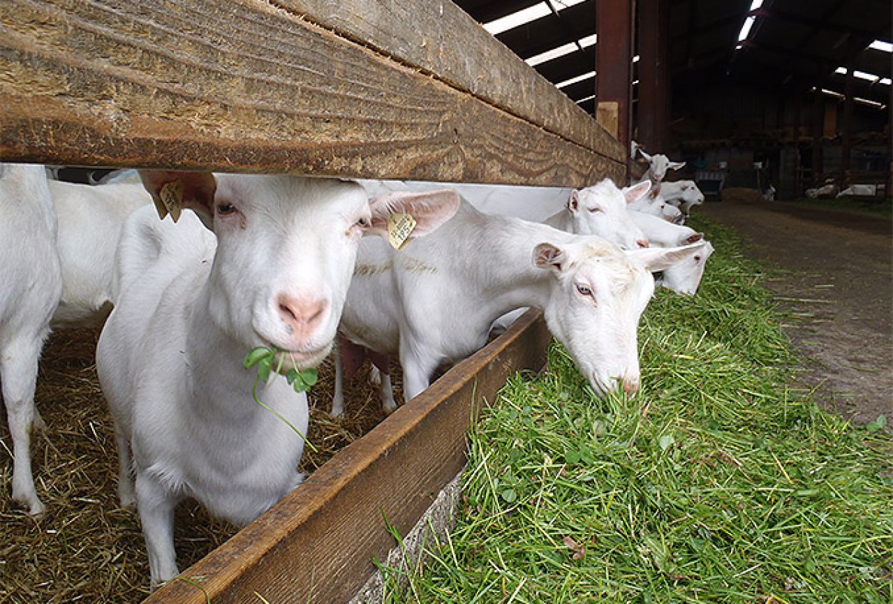 Bolesne koze u Tomislavgradu na čekanju