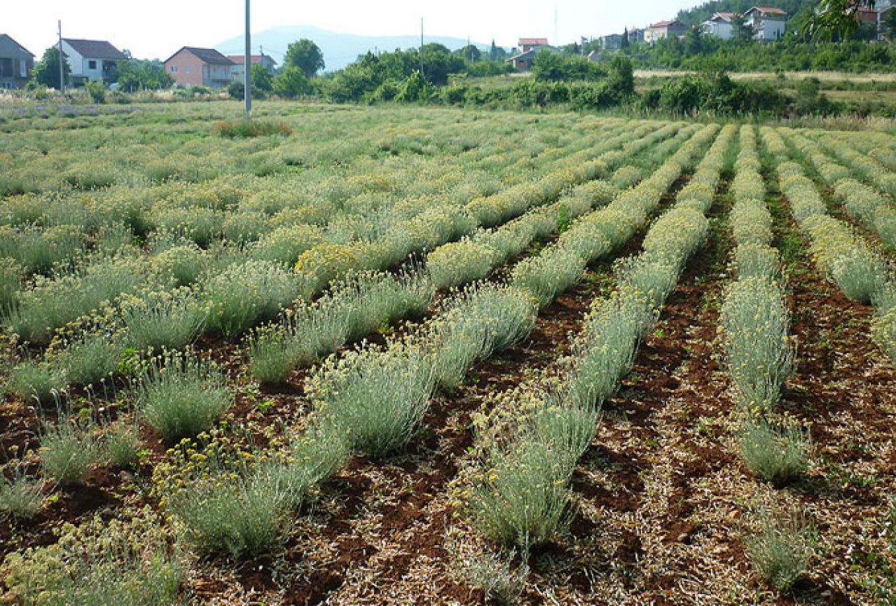 Pripremljeno 100 tisuća sadnica: Smilje se može uzgajati i na Duvanjskom polju