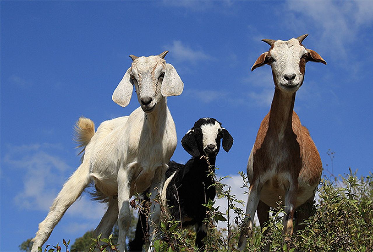  Tomislavgrad - Blidinje: Prosvjedi poljoprivrednika zbog oboljelih koza